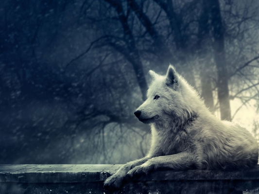 Fanfic / Fanfiction Moon Wolves - A preparação
