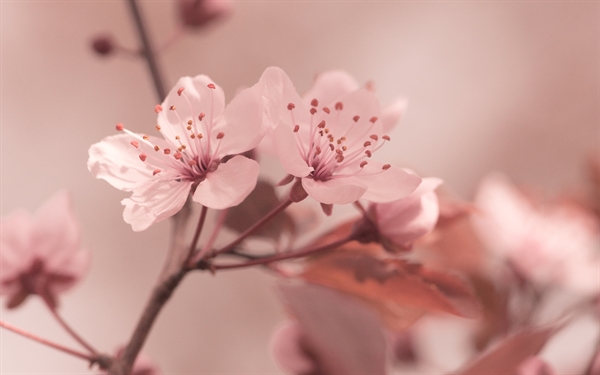 Fanfic / Fanfiction As flores de um Jardim de Sangue (Hiatus) - A Flor de Cerejeira que não cai com qualquer brisa. Parte 1