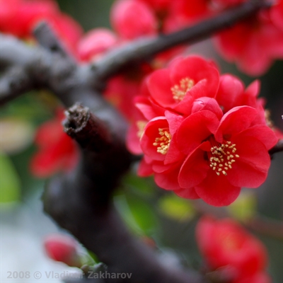 Fanfic / Fanfiction As flores de um Jardim de Sangue (Hiatus) - A Flor de Cerejeira que não cai com qualquer brisa. Parte 3