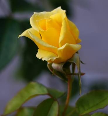 Fanfic / Fanfiction Our Love//Neagle - A rosa amarela
