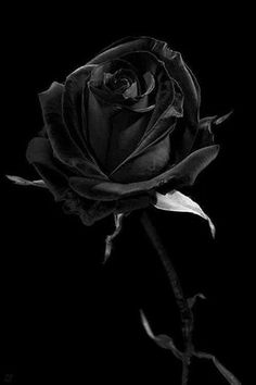 Fanfic / Fanfiction The Black Rose - As Gravações