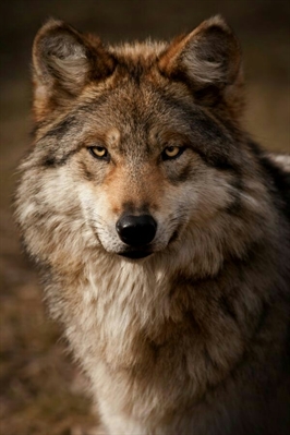 Fanfic / Fanfiction The Young Wolf - A história de um lobo jovem - A nova beta e o futuro alfa