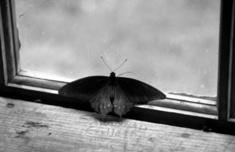 Fanfic / Fanfiction Uma borboleta. - Butterfly fly away.