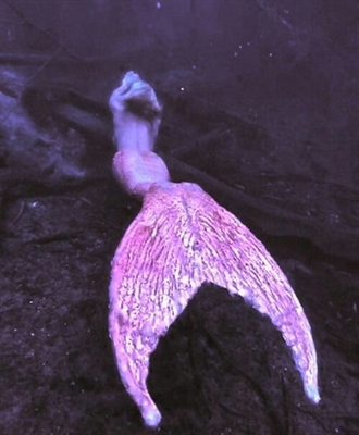 Fanfic / Fanfiction Mermaids Among Us (Hiatus) - Pink Mermaid