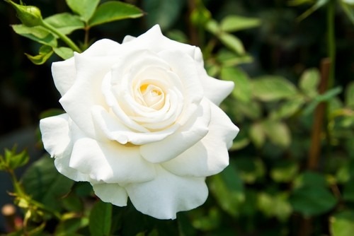 Fanfic / Fanfiction A Rosa Branca - Capítulo Único: Uma Rosa Sem Cor