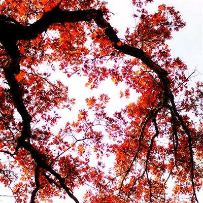 Fanfic / Fanfiction O pequeno neko - Hashimada - Folhas de outono