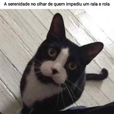 Camiseta Meme Engraçado Se Não Conseguir, Arrume Um Gato! - Culpa