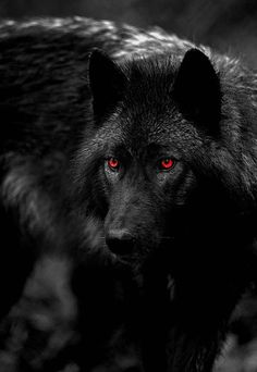 Fanfic / Fanfiction Todos juntos de novo - O lobo