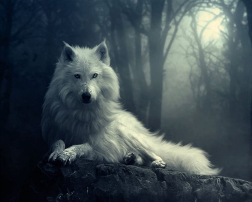 Fanfic / Fanfiction O Segredo Sombrio (Vampiros e Lobisomens) - Grande Lobo Branco