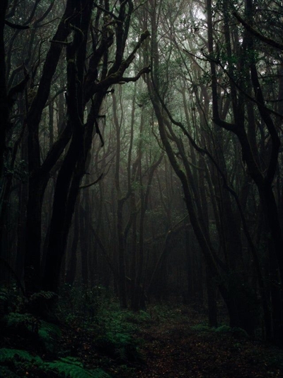 Fanfic / Fanfiction Floresta de Mistérios❓ - Uma noite no acampamento mal assombrado no meio da floresta