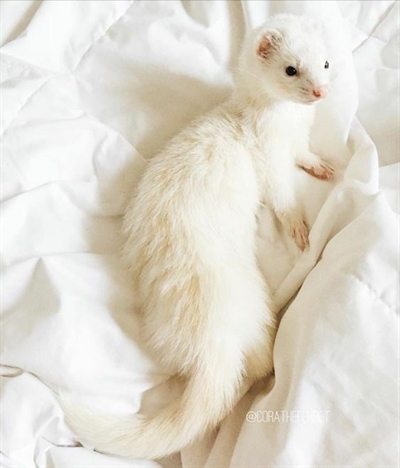 Fanfic / Fanfiction You’re not my enemy- (Draco Malfoy) - Ferret