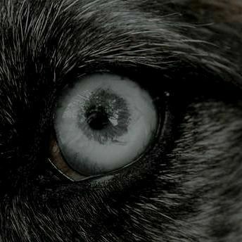 Fanfic / Fanfiction Olhos Negros - Databook Resumido dos Darks e Demônios