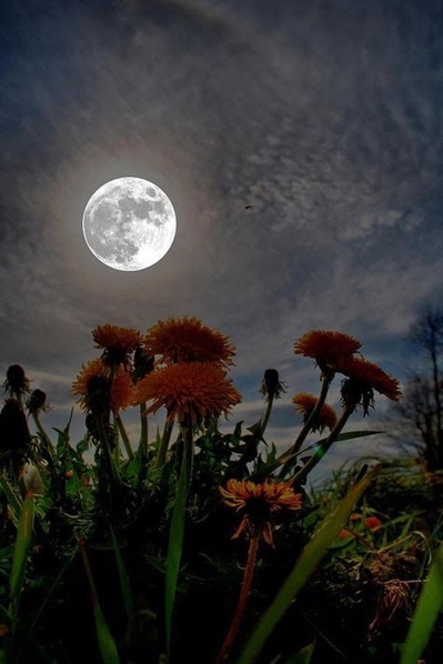 Fanfic / Fanfiction Perante a lua ( snack - snupin - wolfstar) - A lua está linda hoje