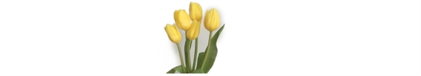 Fanfic / Fanfiction Tulips for Felix- Hyunlix - I- Tulipes jaunes
