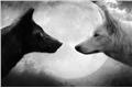 História: Guerra e Amor entre lobos
