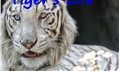 História: Tigers Life