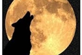 História: Wolf Moon (interativa)