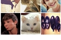 História: Stay With Me (Larry Stylinson AU Kitten!Louis)