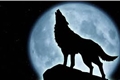 História: Moon Wolves Interativa
