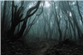 História: Sobreviva na floresta da morte( interativa)