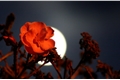 História: A Flor da Lua