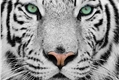 História: O Conto do Tigre