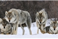 História: Quatro Lobos