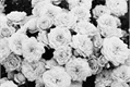 História: White Roses