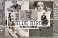 História: Blue Bird