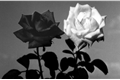 História: Rosas G&#234;meas
