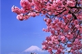 História: Flor de cerejeira