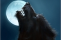 História: Dark Wolf - O nascimento de um alfa