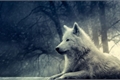 História: O Lobo Siberiano