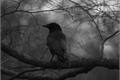 História: A carta do corvo