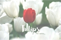 História: Tulips