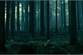 História: Through the Forest - Atrav&#233;s do Bosque