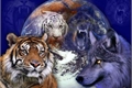 História: A Guerra entre lobos e tigres: no mundo humano