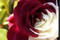 História: T&#227;o diferentes como uma rosa branca e uma rosa vermelha