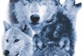 História: Five wolf