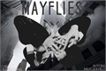 História: Mayflies
