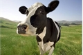 História: A vida de uma vaca