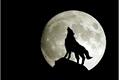 História: The Wolf that fell in love with Little Red Riding Hood