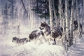 História: Pack of Wolves Winter