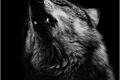 História: Experimento Wolf