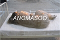 História: Anomasoo