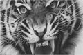 História: A maldi&#231;&#227;o do tigre