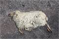 História: A morte da ovelha 2