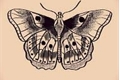 História: Butterfly (Larry Stylinson)