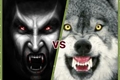 História: Lobos vs vampiros