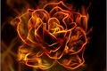 História: Fire Flower